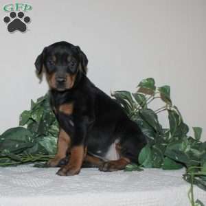 Angela, Doberman Pinscher Puppy